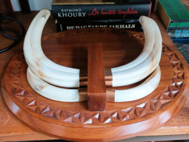 Large, Old Trophy on Shield: Warthog Tusks