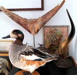 Polished African Eland Antilope Horn on a Vintage Bronze base