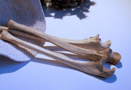 Human Bone: (deel medisch skelet) Ulna - Ellepijp