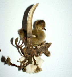 Wall Display: Duckling on Roe Buck Antlers