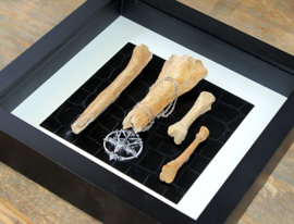 4 Human Bones + Baphomet in Museum Lijst (+ glas) - 25x25 cm