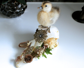 Ostrich skull with taxidermy duckling & dried flowers