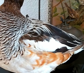 Taxidermy:  Adult Duck - Chili Smient - Mareca siliatrix