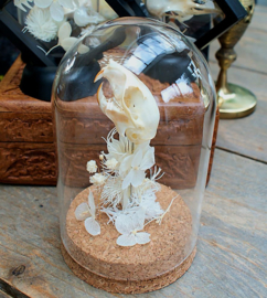 Skull in Dome: American Red Squirrel with Dried Flowers