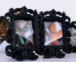 Black Baroque Frame with real Butterfly wings