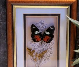 Opgezette Vlinder in Vintage houten lijstje - 21x16 cm