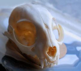 Skull: Cat - Felis silvestris catus - complete with mandible