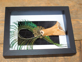 Human Bone & Peacock Feather in a Museum Frame (+ glass) - 25x18 cm