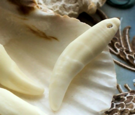 1 bead/pendant: Coyote Tooth - 3 sizes - Off White