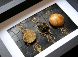 Turtle and (Ammonite) Fossils in Museum Frame (+ glass) - 25x18 cm