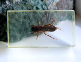Real Insect in polymer resin - 71x40 mm