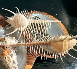 ​Beautiful large Venus comb shell (Murex pecten) - 10 cm