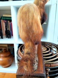 Taxidermie: Mooie Grote Polecat/Bunzing op Tak + Basis