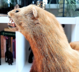 Taxidermie: Mooie Grote Polecat/Bunzing op Tak + Basis