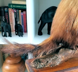 Taxidermie: Mooie Grote Polecat/Bunzing op Tak + Basis