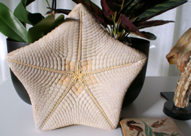Prachtige Grote Zeester - Pillow Starfish - ca 22 cm