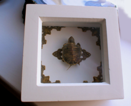 Real Turtle in White Frame - 11,5x11,5 cm