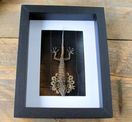 Real Gecko in Black Museum Frame (+ glass) - 25x18 cm