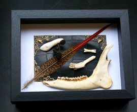 Jawbone, Bone & Teeth in Museum Frame (+ glass) - 25x18 cm