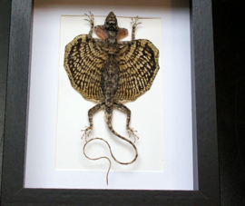 Flying Lizard - Vliegende Draak in Museum Lijst (+ glas) - 25x18 cm