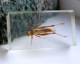 Real Insect in polymer resin - 71x40 mm