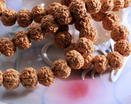 set/10 beads: Rudraksha - Tears of Shiva - 8 mm (3 sizes)