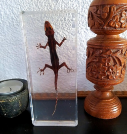 Real House Gecko/Lizard in Resin - 14x6 cm