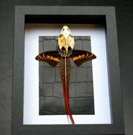 Chimaera in a Museum Frame (+ glass) - 25x18 cm