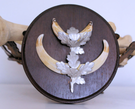 Old Trophy on Shield: Wild Boar Tusks
