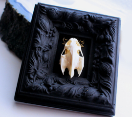 Real Turtle Skull in Antique Frame - 11x10 cm