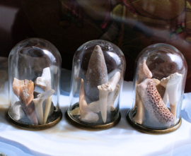 set/3 Fossil Domes: Glass Domes with Fossils and Fossilized Shark Teeth