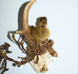 Wall Display: Duckling on Roe Buck Antlers