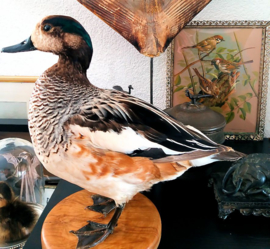 Taxidermy:  Adult Duck - Chili Smient - Mareca siliatrix