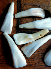 1 pendant: American Buffalo Tooth - approx 50-60 mm - Off White