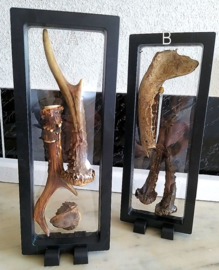 Floating Frame: with Roe Buck Antlers-Horns