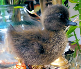 Taxidermy:  Supercute fluffy Dark Duckling