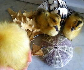 Taxidermy:  Supercute Fluffy Yellow Duckling