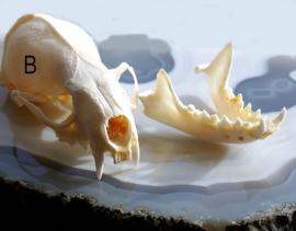 Complete real skull: Mink - Neovison vison - A or B quality