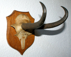 Old Trophy on Shield: Chamois Buck - 1933