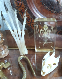 Prachtig gedetailleerd  Vleermuis Skelet in Kunsthars