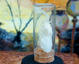 Weasel Skull with Dried Flowers in Glass dome-container