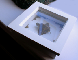 Echt Schildpadje in Witte Museum-Lijst - 11,5x11,5 cm