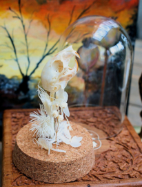 Skull in Dome: American Red Squirrel with Dried Flowers