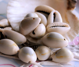 set/7 Beads/Pendants/Buttons: Kauri Cowry Shell - 14-16 mm - Natural