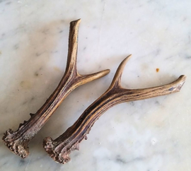 Matching Pair of Roe Buck horns - pick your choice