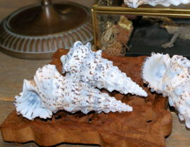 Mooie Cerithium Nodulosum Schelp