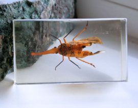 Real Insect in polymer resin - 71x40 mm