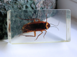 Real Insect in polymer resin - 71x40 mm