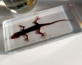 Real House Gecko/Lizard in Resin - 14x6 cm