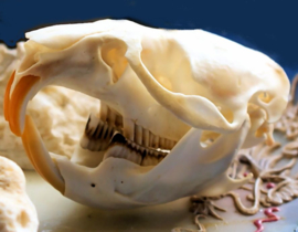 Skull: Muskrat - Ondatra zibethicus